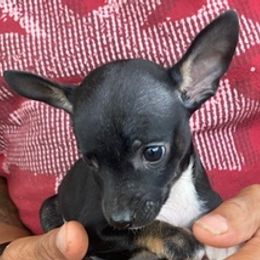 Rat Terriers from Banty Savage Kennel