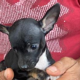 Rat Terriers from Banty Savage Kennel