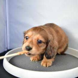Vesper - Chocolate male Dachshund puppy in Austin, Texas from Glorious Minis