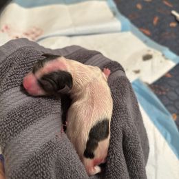 Charity - Parti female Yorkshire Terrier puppy in Williamstown, New Jersey from Pat’s Garden State Yorkies