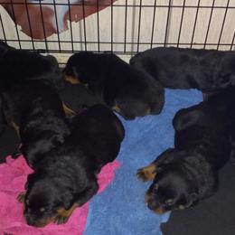 Rottweiler Puppies from Gregory Mulkey's Rottweilers