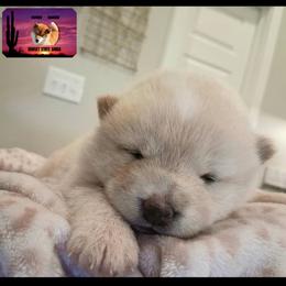 Shiba Inu Puppies from Sunset State Shiba