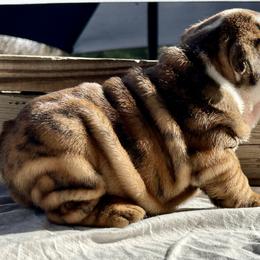 Sara - Brindle female Bulldog puppy in Ranger, Texas from Select Bulldogs