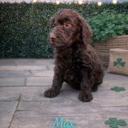Max Mayfield - Brown female Bernedoodle puppy in Bennett, Colorado from Darling Paws, LLC