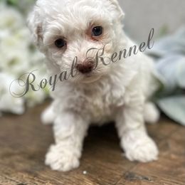 Nora - White female Poodle puppy in West Plains, Missouri from The Royal Kennel
