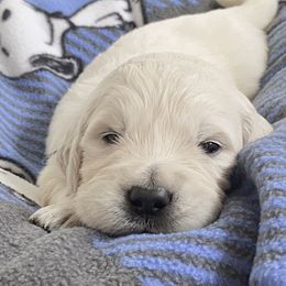 Boy 4 - Light golden Golden Retriever puppy in Allendale, Michigan from Teresa Stevens