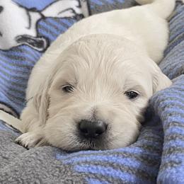 Boy 4 - Light golden Golden Retriever puppy in Allendale, Michigan from Teresa Stevens