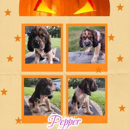 Uniqua - Tri-Roan female English Springer Spaniel puppy in Westover, Maryland from Sterling's springer Haven