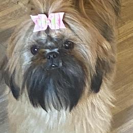Tiana - Shih Tzu