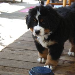 Bernese Mountain Dog Puppies from Baby Bear Bernese Kennel
