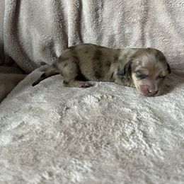 Ellie - Dapple Dachshund puppy in Perris, California from Doxie_pupps
