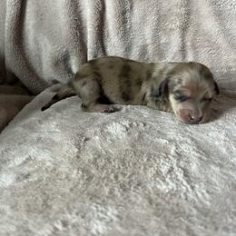 Ellie - Dapple Dachshund puppy in Perris, California from Doxie_pupps