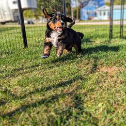 Bernedoodle Puppies from Rafter 58 Bernedoodles