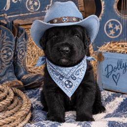 Light Blue - male Golden Mountain Dog puppy in Angier, North Carolina from Howard's Retrievers & Bernese