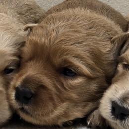 Girl 4 - Cream female Goldendoodle puppy in Milford, Michigan from Servant Kennel