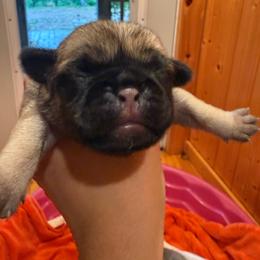 Butter - Fawn female Pug puppy in Milam, West Virginia from Vaubel Country Pugs
