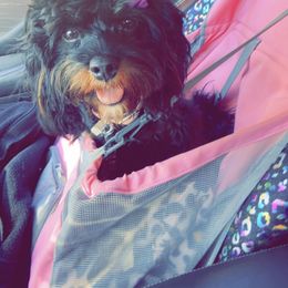 Marley Mae - Cavapoo
