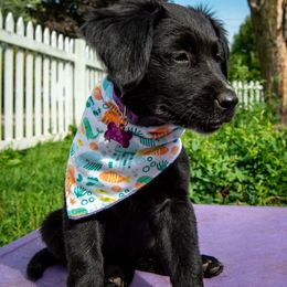 Border Collie, Golden Retriever, and Sporty Mix Puppies from Turbo Border Collies & Coltrievers