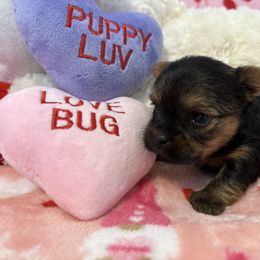 Yorkshire Terrier Puppies from Galaxy Kennel