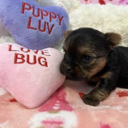 Yorkshire Terrier Puppies from Galaxy Kennel