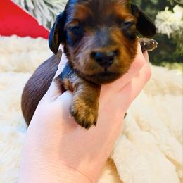 Willy - Red male Dachshund puppy in Sylvania, Alabama from Yancey’s Doxies