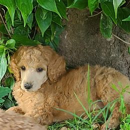 Green Collar - Apricot male Poodle puppy in Diamond, Missouri from Evening Stars Poodles
