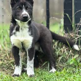 Khaos - Black and white male Siberian Husky puppy in Virginia from WJKennels