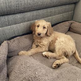 Labradoodle Puppies from CC Labradoodles