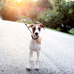 Rocky - White and red male Whippet puppy in Atlanta, Georgia from Sinaj