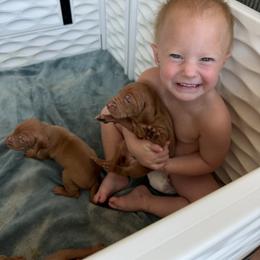 Puppy E - Golden rust female Vizsla puppy in Eagle Mountain, Utah from Firestone Vizslas