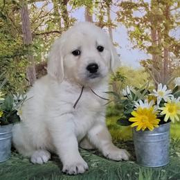 Brown - Light golden male Golden Retriever puppy in Salem, Ohio from Golden Pride Retrievers