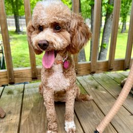 Pearl - Goldendoodle