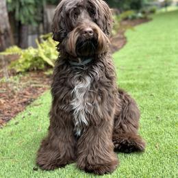 Moose - Australian Labradoodle