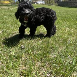 Orange Boy - Bernedoodle puppy in Wexford County, Michigan from Blissful Bernedoodles