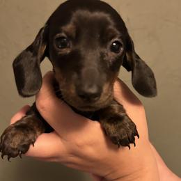 Scooter - Black male Dachshund puppy in Phoenix, Arizona from The Long Dog Lounge