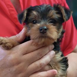 Rita - Black and tan female Yorkshire Terrier puppy in Potomac, Maryland from Fabiana's Yorkshire Terriers