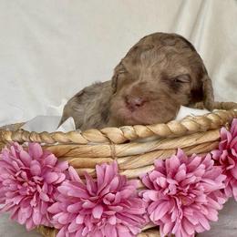 Happy - Brown merle female Aussiedoodle puppy in Denton, Maryland from Royal Conron Doodles