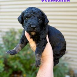 Belladonna - Phantom female Bernedoodle puppy in Midland, Michigan from Northern Charm Farm