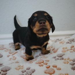 Dachshund Puppies from Beachside Doxies