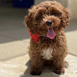 Violet - Cavapoo