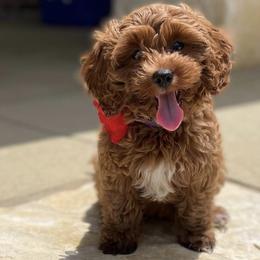 Violet - Cavapoo