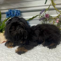 Bentley - Black and tan male Shih Tzu puppy in Elgin, South Carolina from Silver Bells Paw Prints