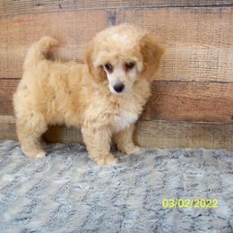 Goldendoodle and Poodle Puppies from Golden B Acres