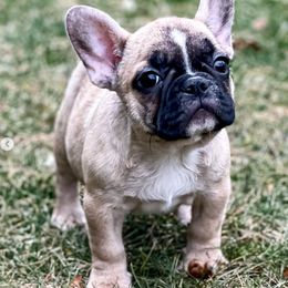 French Bulldogs from The French Bulldog Boutique