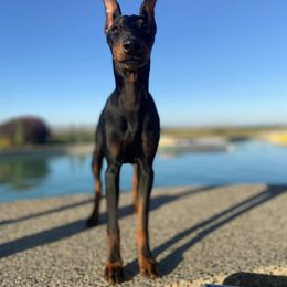 Manchester Terrier All Grown Up from Noble Kennels Standard Manchesters