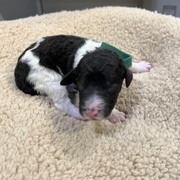 Green collar puppy - male Newfypoo puppy in Fairfield, California from Twin Sisters Doodles