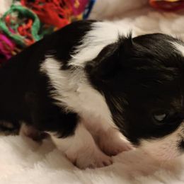 Chihuahuas from SOUTHERN CHARM CHIHUAHUAS