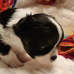 Chihuahuas from SOUTHERN CHARM CHIHUAHUAS