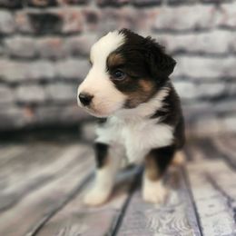 Gomez - Black tri male Miniature Australian Shepherd puppy in Macomb, Missouri from Faunus Farms and Aussies