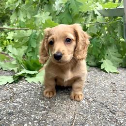 Dachshund Puppies from Monahan Dachshunds